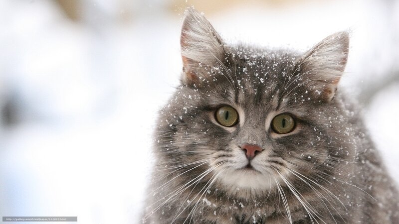 Fluffy Gray Cat in Snow — Calm, Winter, Photograph, Whiskers