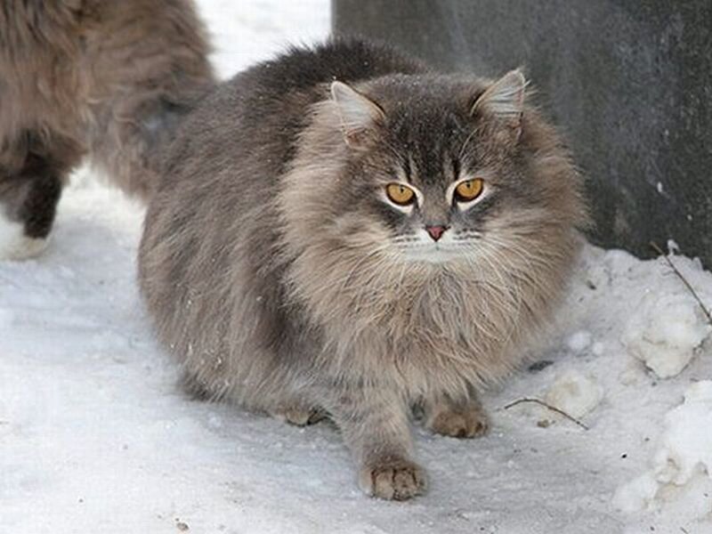 Fluffy Gray Cat in Snow