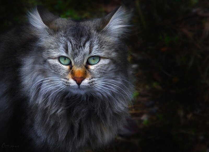 Fluffy Gray Cat — Intense, Photograph, Green Eyes