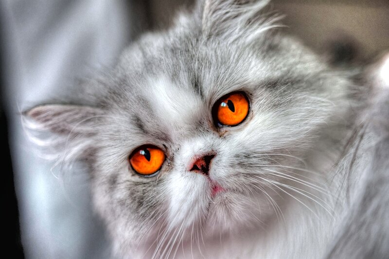Fluffy Gray Cat — Intense, Photograph