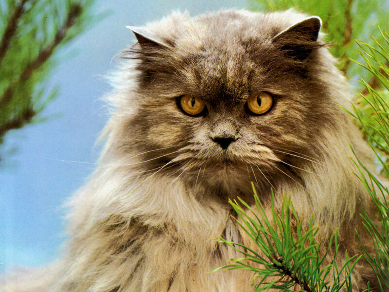 Fluffy Gray Cat — Intense