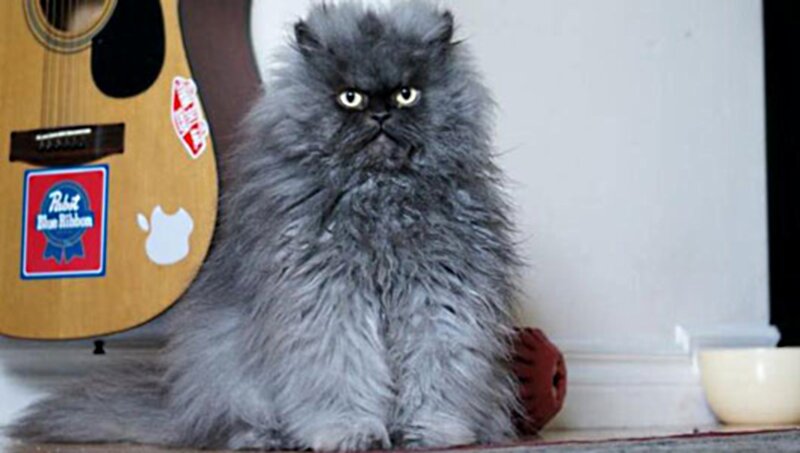 Fluffy Gray Cat — Neutral, Photograph, Acoustic Guitar