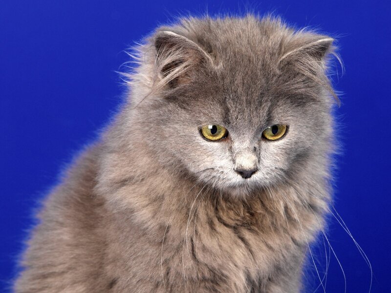 Fluffy Gray Cat — Neutral, Photograph, Blue Background, Blue