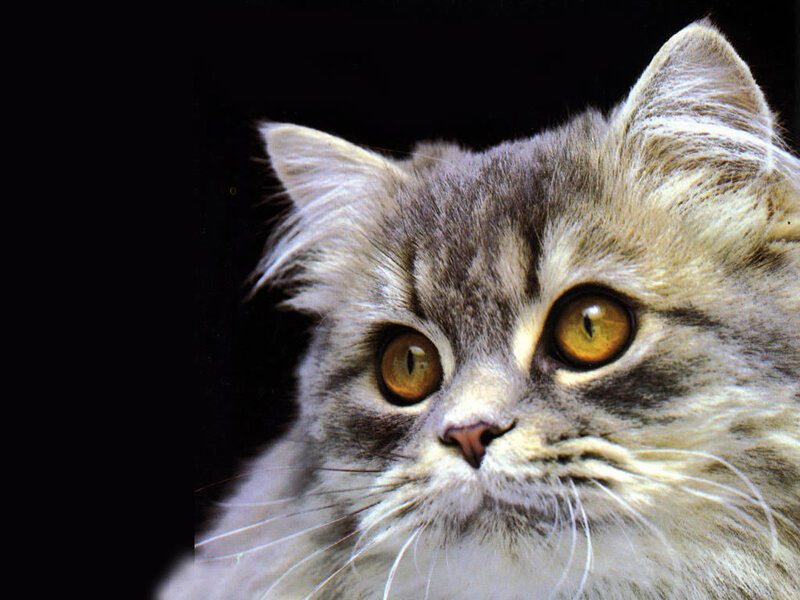 Fluffy Gray Cat — Neutral, Photograph, Eyes
