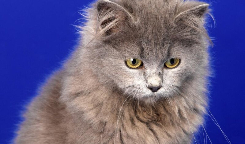 Fluffy Gray Cat — Neutral, Photograph