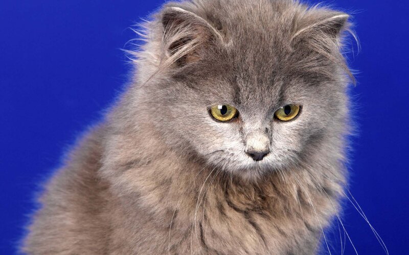 Fluffy Gray Cat — Neutral, Photograph, Yellow Eyes