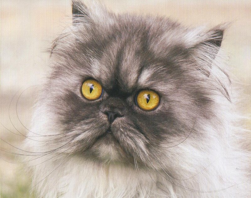 Fluffy Gray Cat — Neutral, Photograph, Yellow Eyes, Whiskers