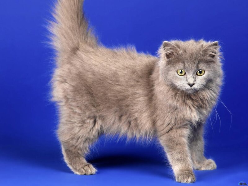Fluffy Gray Cat — Neutral