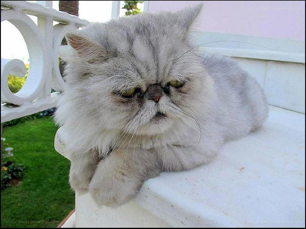fluffy gray cat on balcony