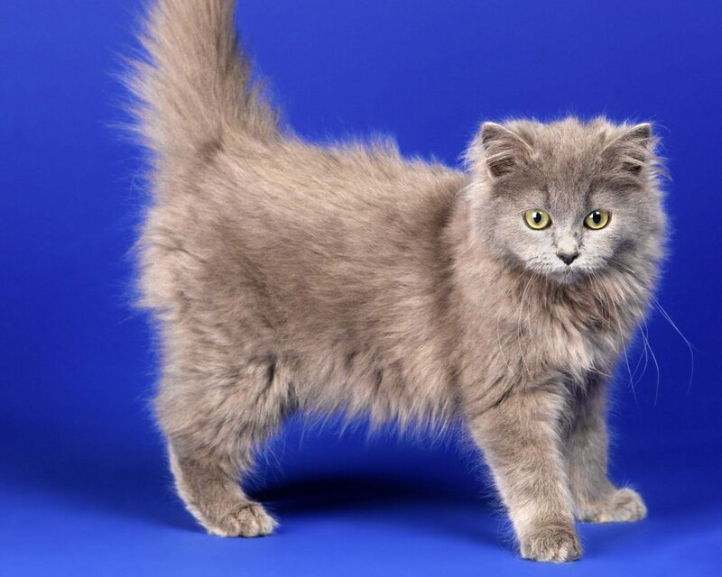 fluffy gray cat on blue