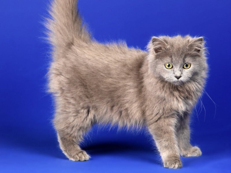 fluffy gray cat on blue