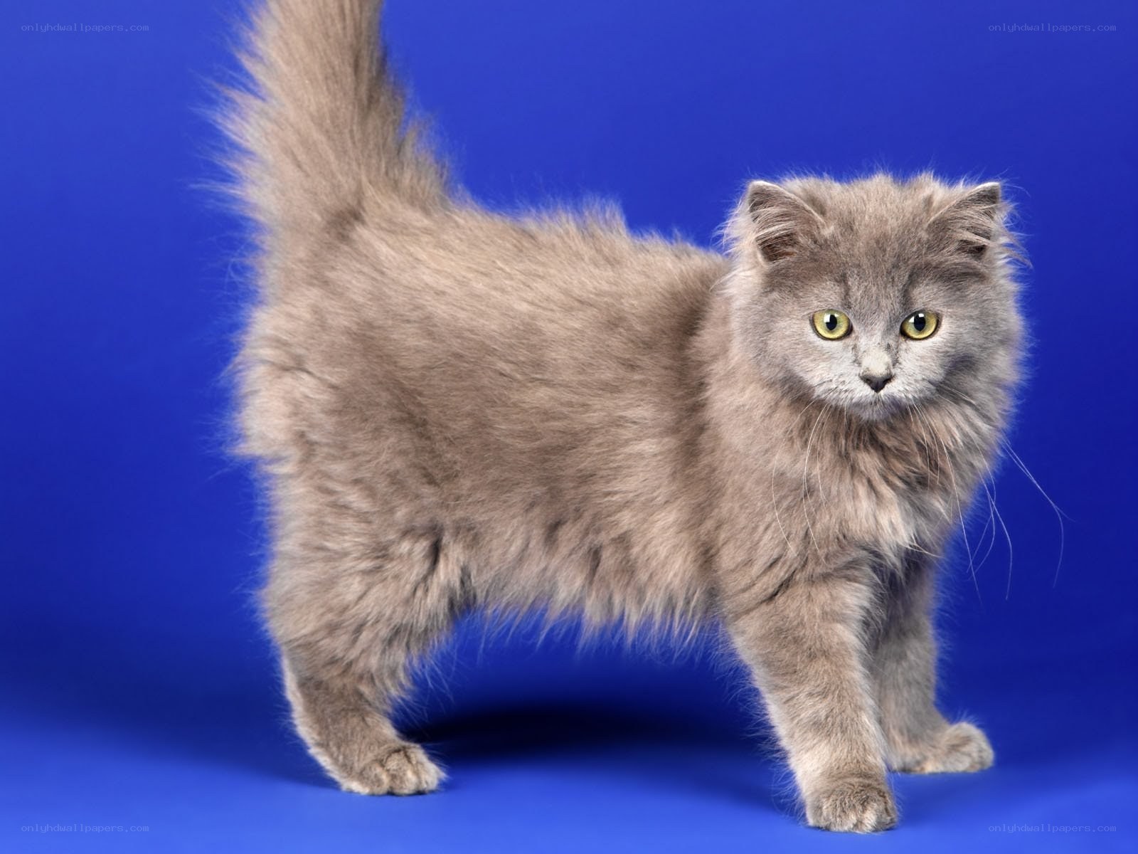 fluffy gray cat on blue