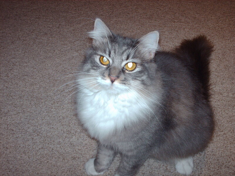 fluffy gray cat on carpet