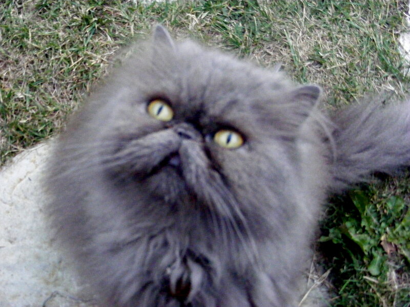 fluffy gray cat outdoors