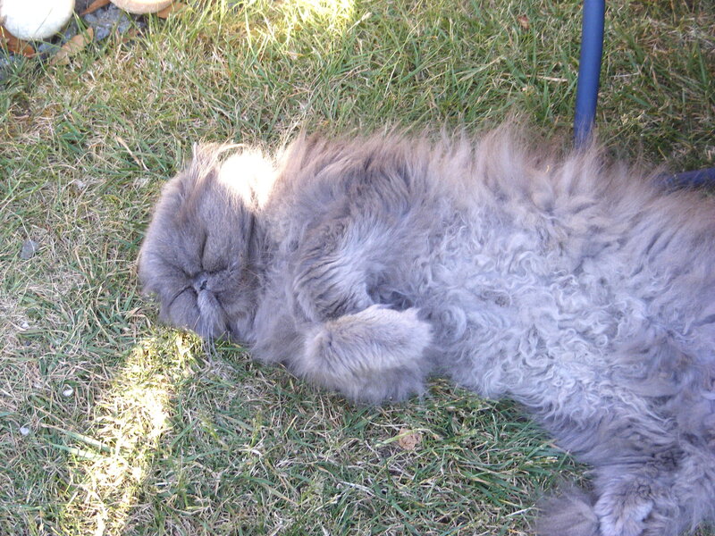 Fluffy Gray Cat — Peaceful