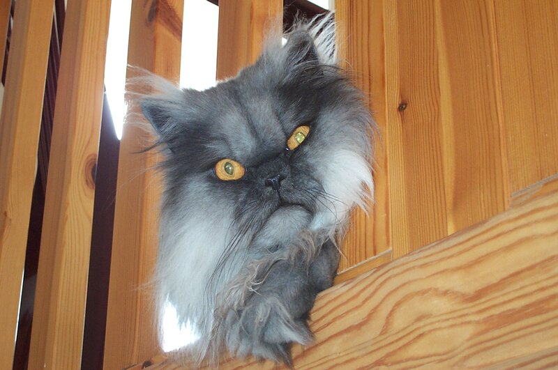 fluffy gray cat peeking