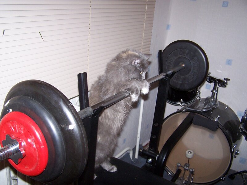Fluffy Gray Cat — Playful, Photograph, Barbell