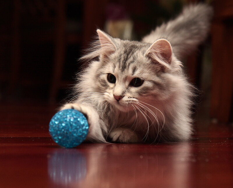 Fluffy Gray Cat — Playful, Photograph