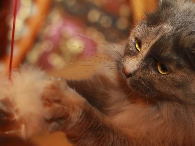 Fluffy Gray Cat — Playful