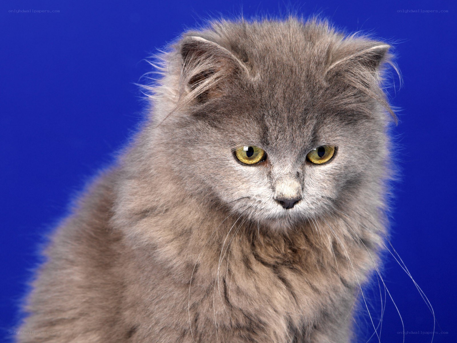 fluffy gray cat portrait