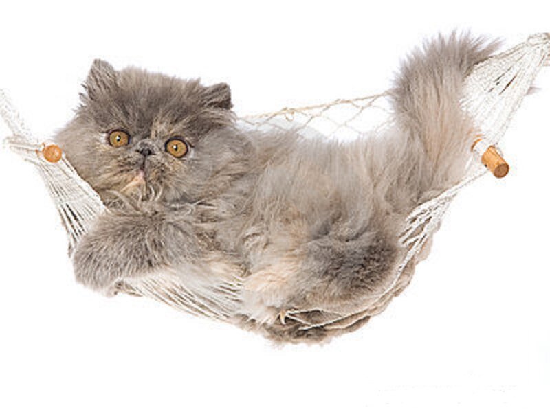 Fluffy Gray Cat — Relaxed