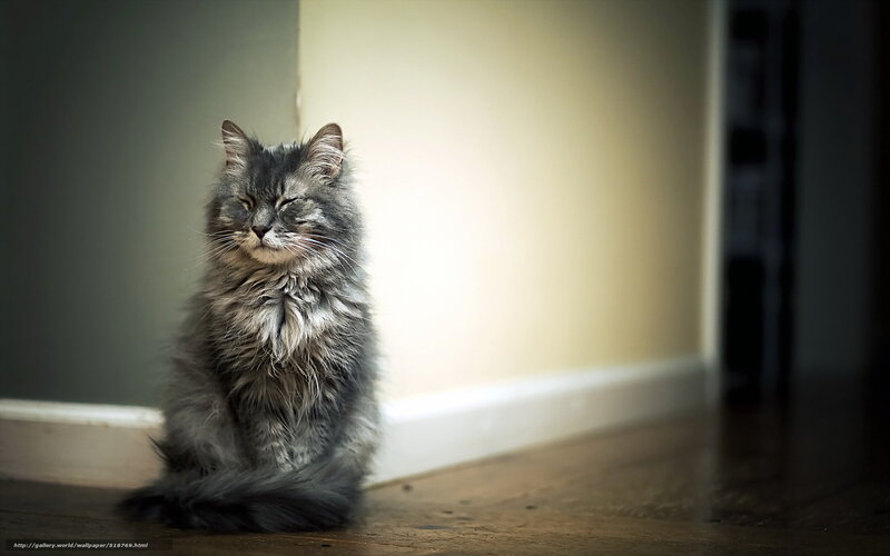 Fluffy Gray Cat — Serene, Photograph