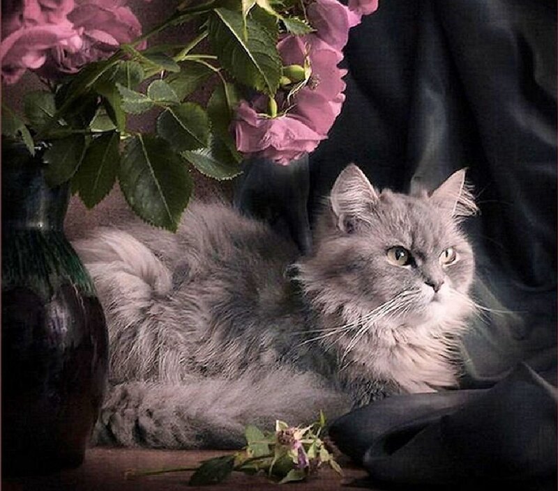 Fluffy Gray Cat — Serene