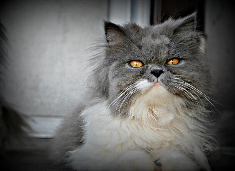 Fluffy Gray Cat — Serious