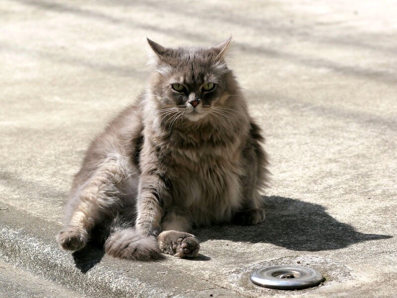 fluffy gray cat sitting outside