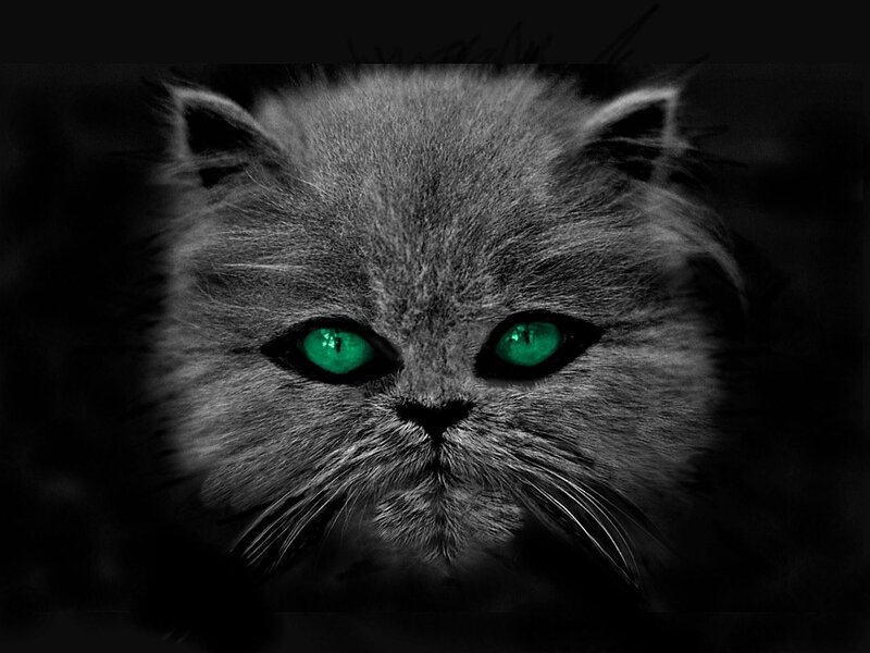 Fluffy Gray Cat