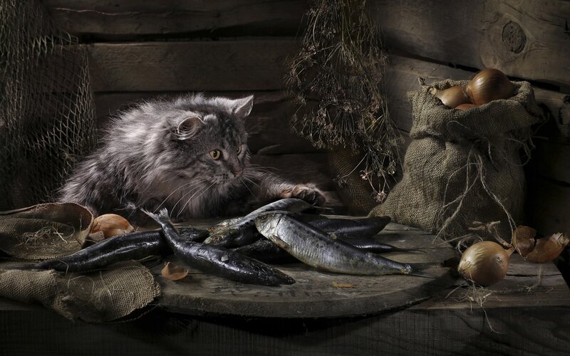 Fluffy Gray Cat with Fish — Dramatic