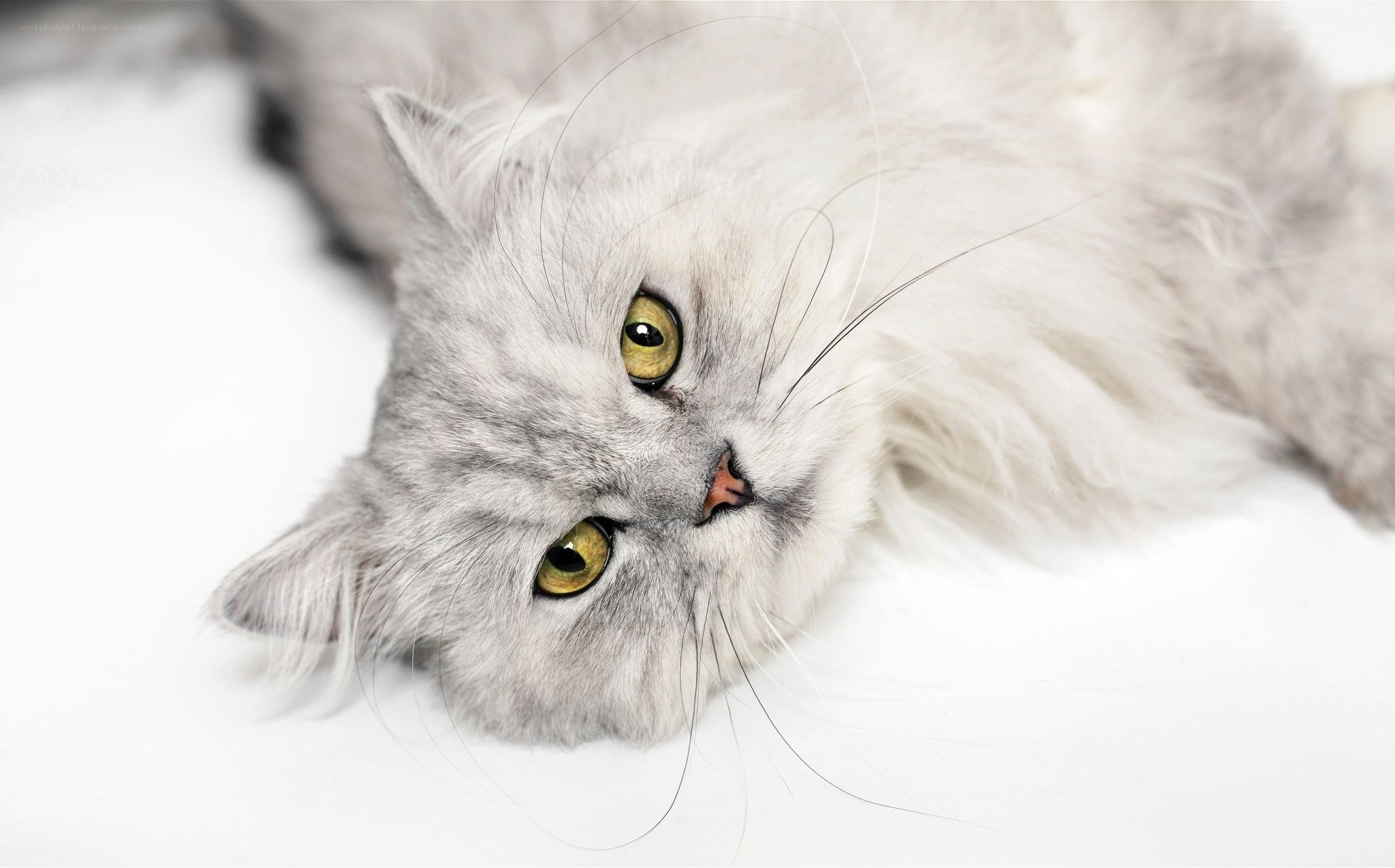 fluffy gray cat with green eyes