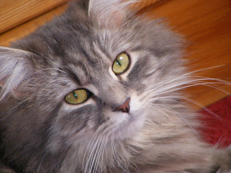 fluffy gray cat with green eyes