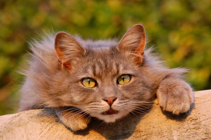 fluffy gray cat with green eyes