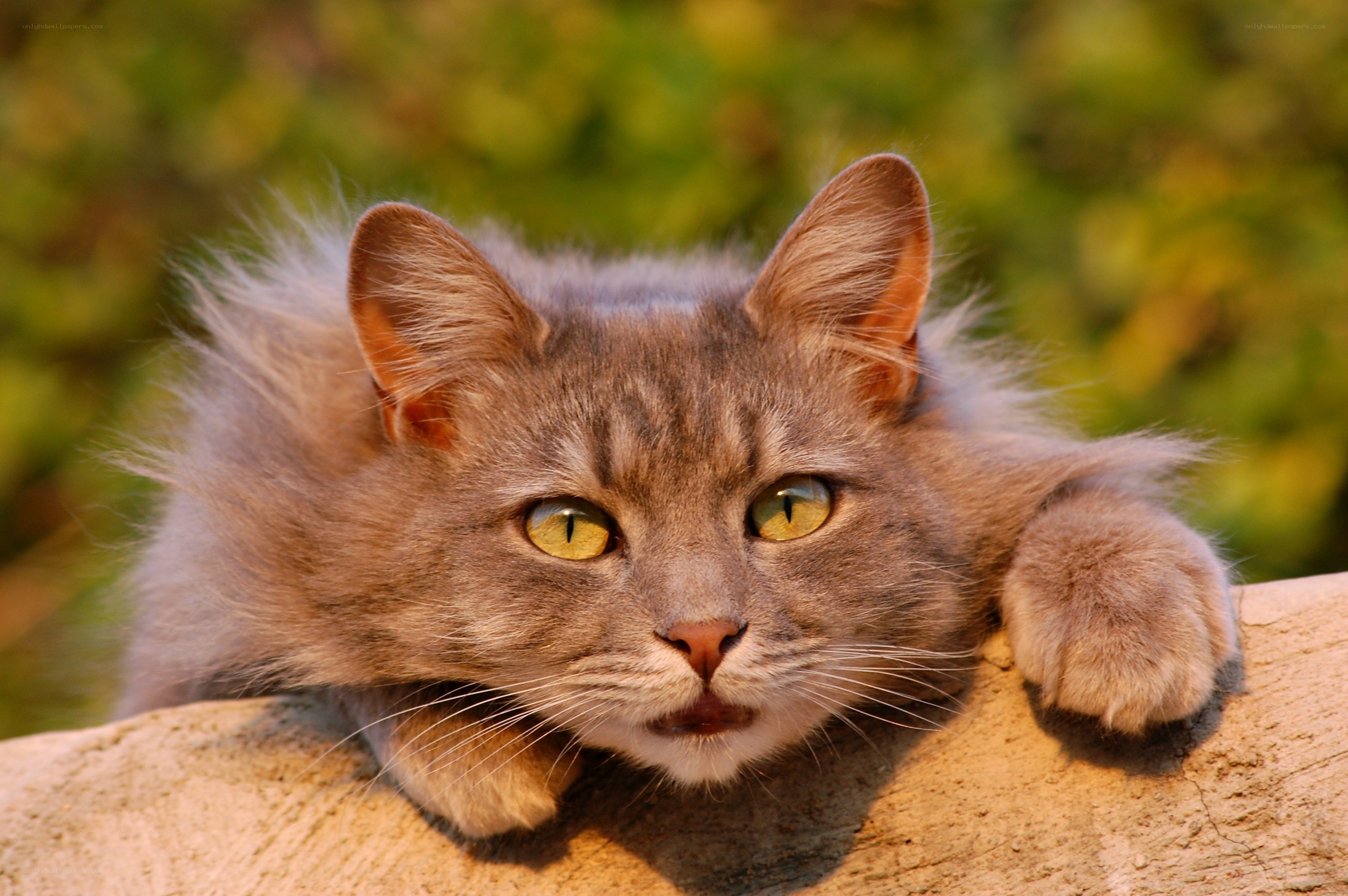 fluffy gray cat with green eyes