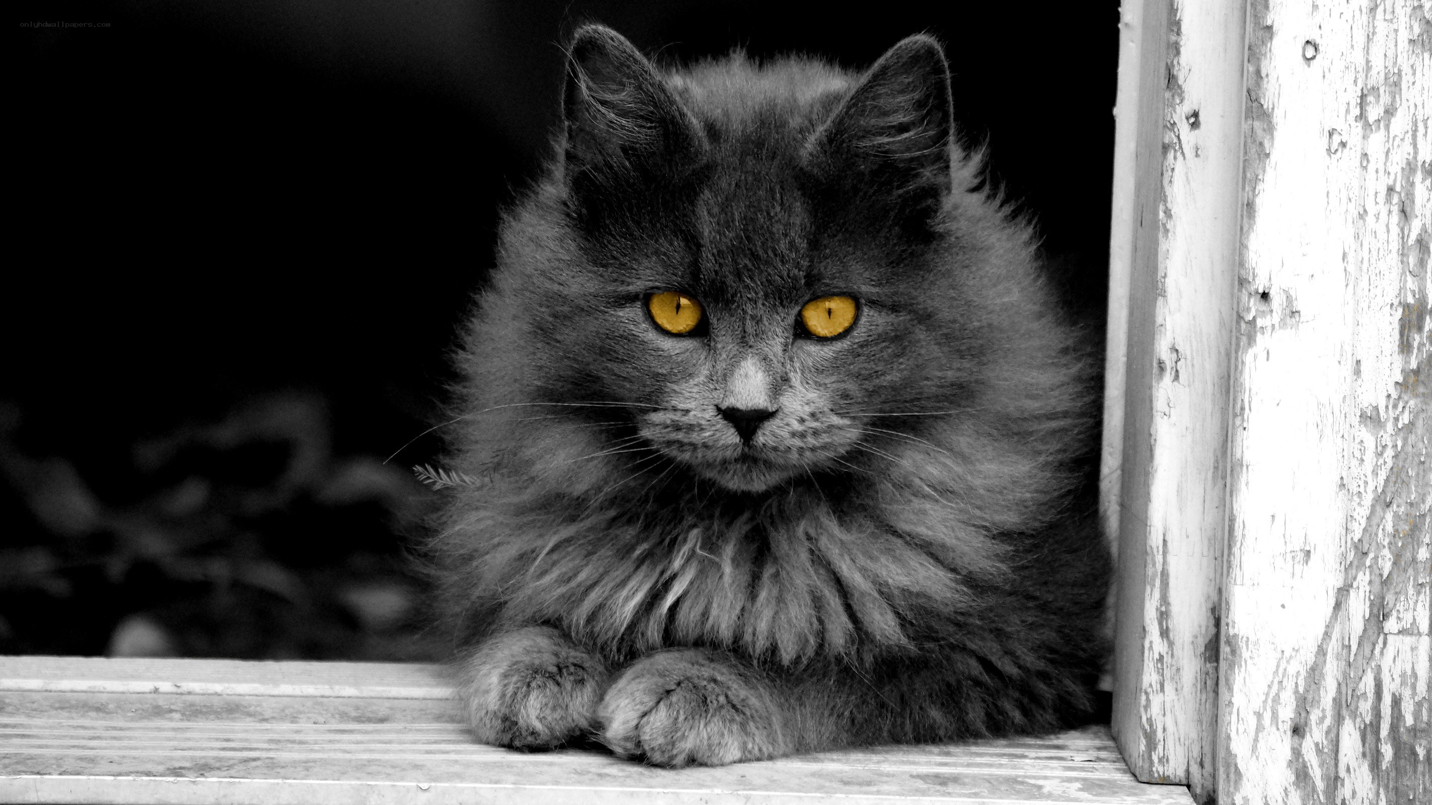 fluffy gray cat with yellow eyes