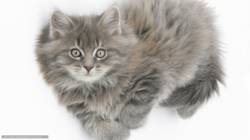 fluffy gray kitten