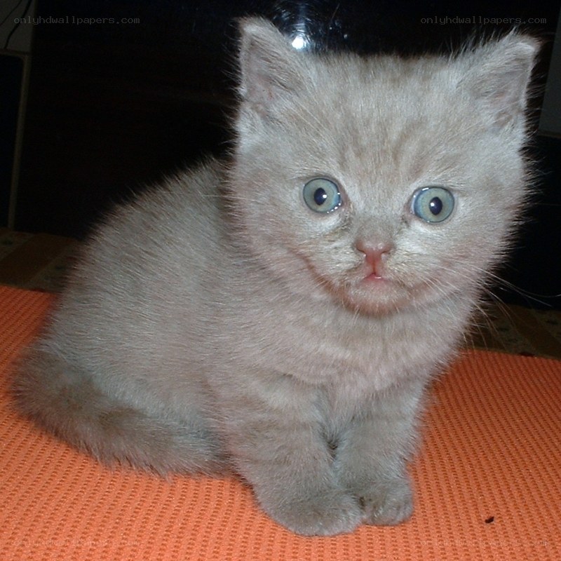 fluffy gray kitten