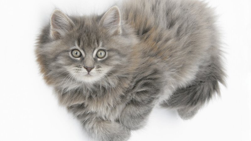 fluffy gray kitten