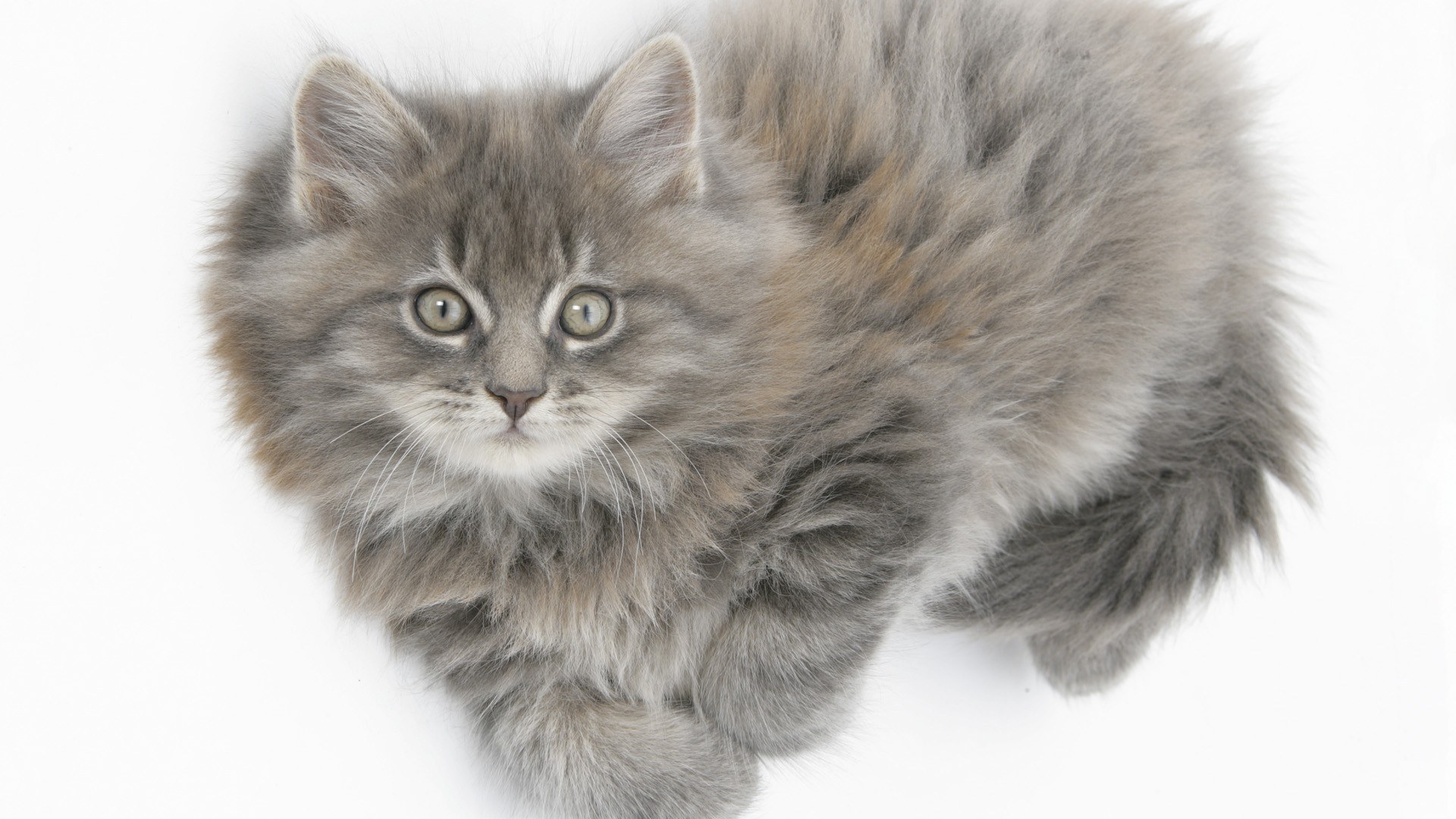 fluffy gray kitten