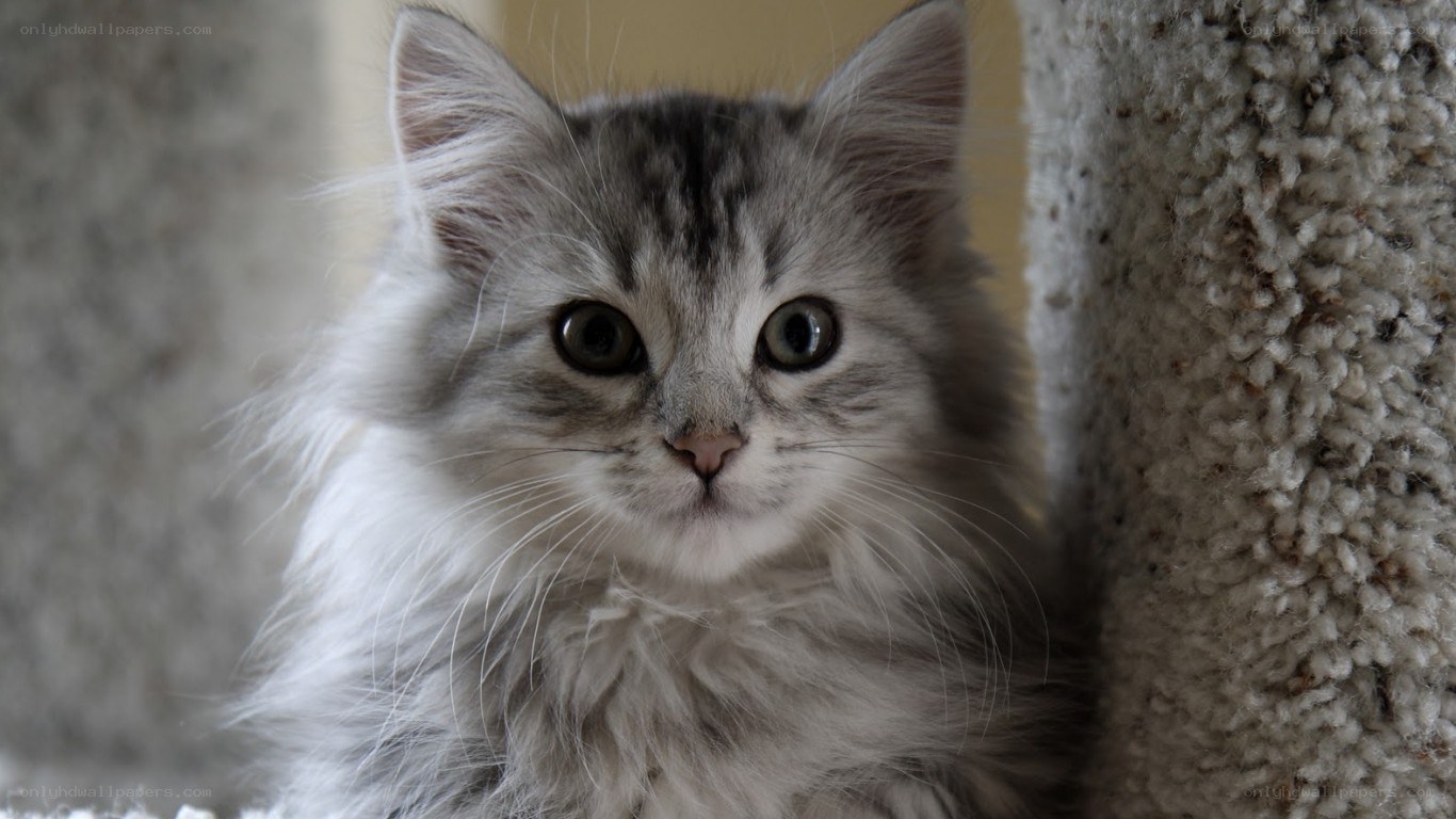 fluffy gray kitten