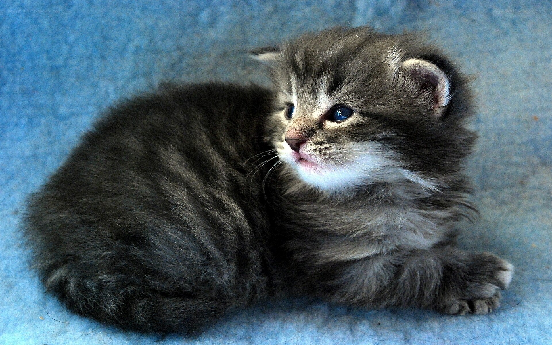 fluffy gray kitten