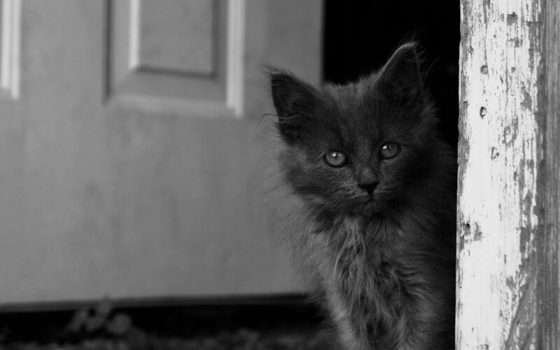 Fluffy Gray Kitten — Black