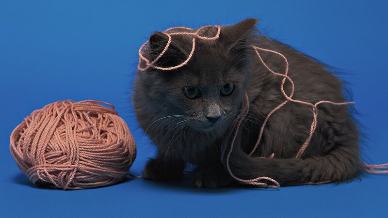 Fluffy Gray Kitten — Blue