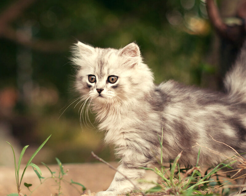 Fluffy Gray Kitten — Calm, Afternoon, Photograph, Grass