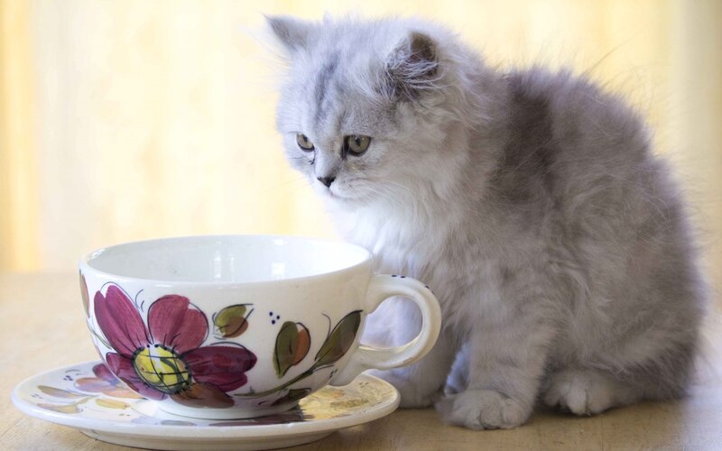 Fluffy Gray Kitten — Calm, Afternoon, Photograph, Teacup