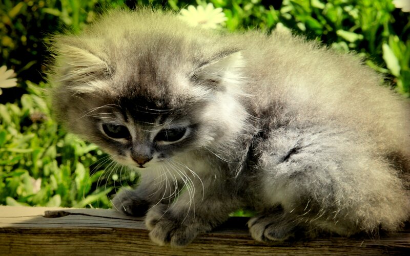 Fluffy Gray Kitten — Calm, Afternoon, Photograph