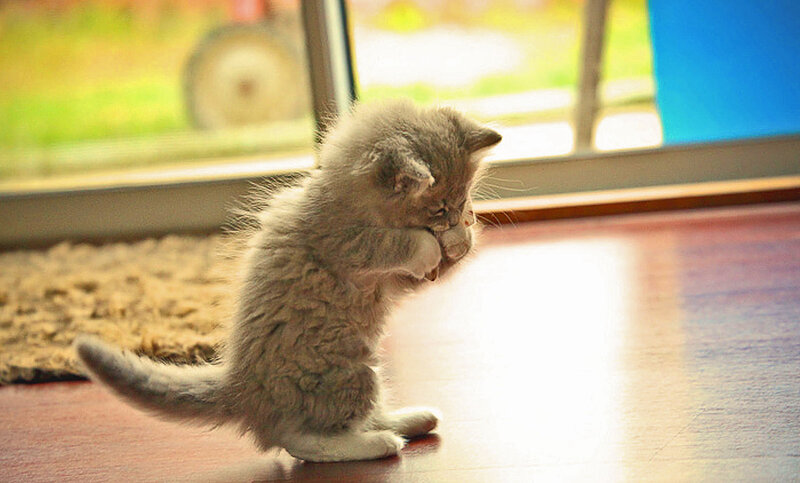 Fluffy Gray Kitten — Calm, Afternoon