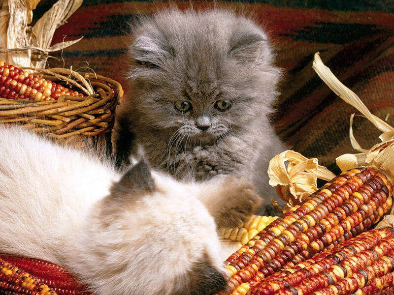 Fluffy Gray Kitten — Calm, Autumn