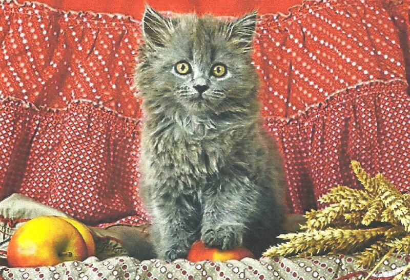 Fluffy Gray Kitten — Calm, Photograph, Apple